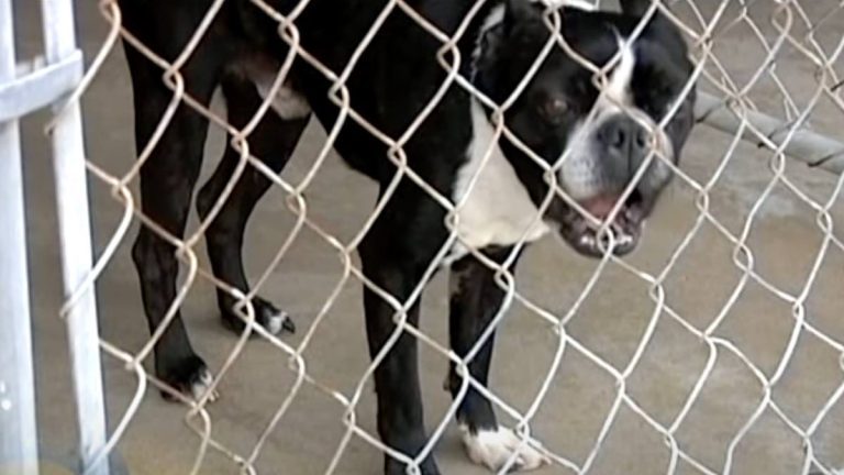 Boston Terrier’s ‘I Love You’ Bark Gets Him Adopted