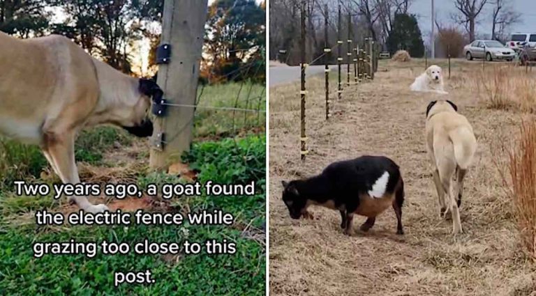 dog hates electric fence