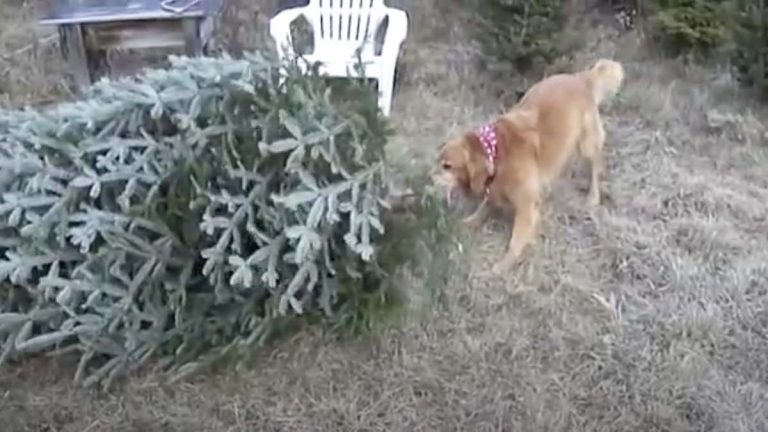 dog helps with christmas tree