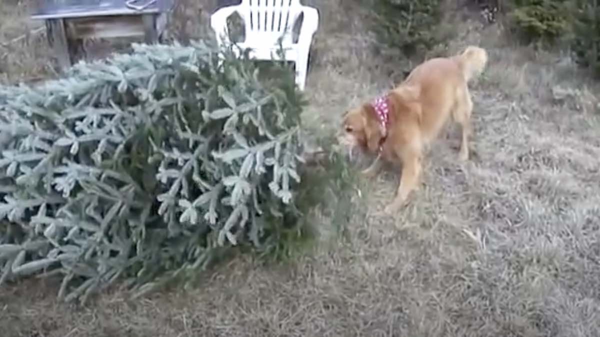 Golden Retriever Wants To Help with the Christmas Tree