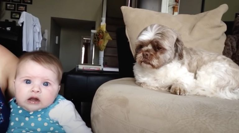 dog howls with baby