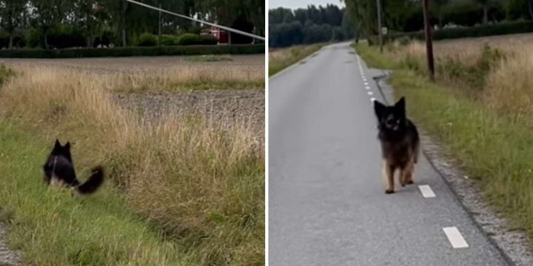 dog finds keys