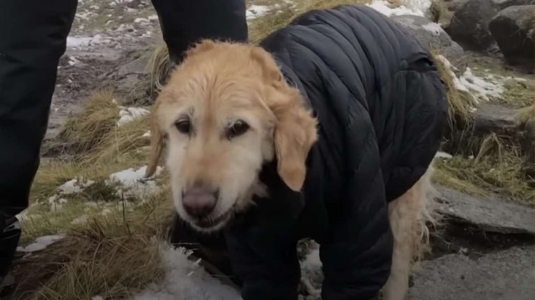 Couple Rescue Golden Retriever They Find Freezing And Alone On Mountain
