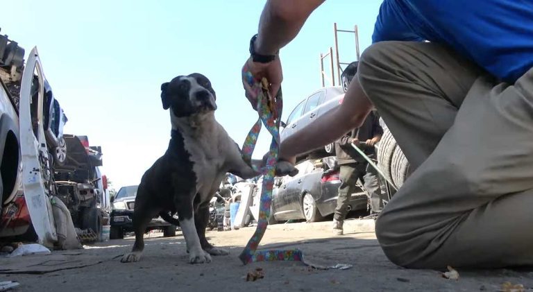 Hope for Paws rescues dog with dangerous move