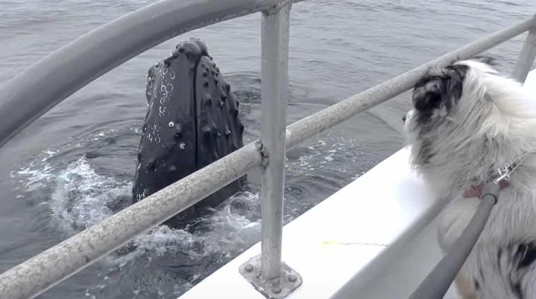dog watches whales with monterey bay whale watch