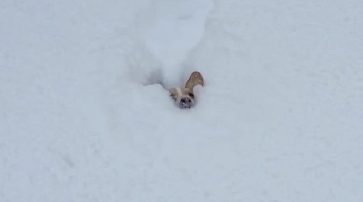 Dachshund Mix Plunges into Deep Snow for Winter Fun