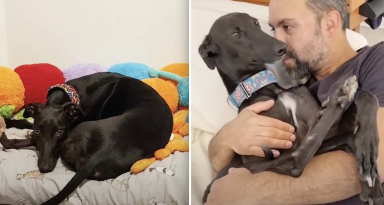 rescued greyhound loves to cuddle
