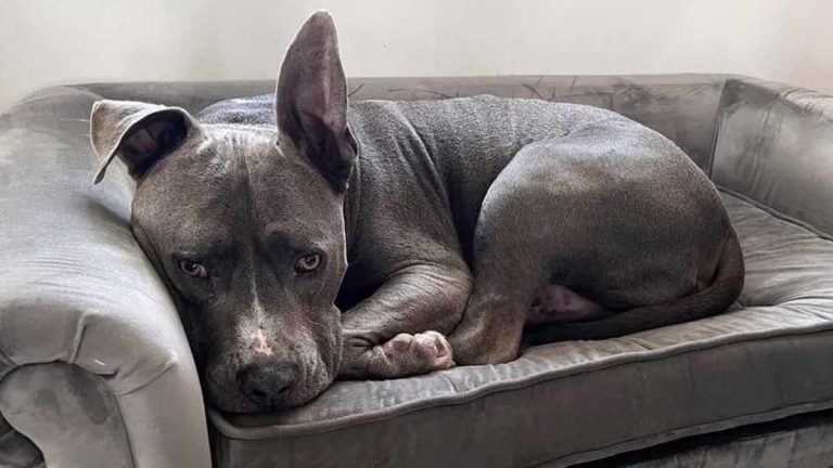 Harold the pit bull