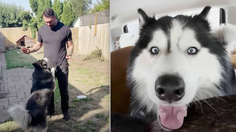 husky rescued from neglect