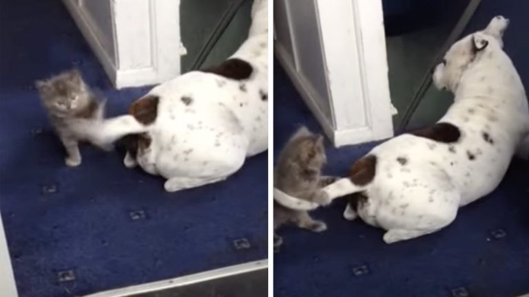 kitten plays with dog's tail