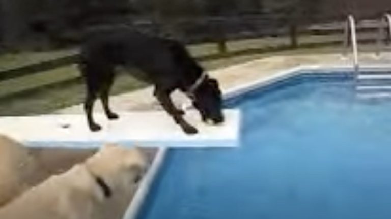 Smart Labrador Retriever Plays Unique Fetch Game with Her Doggie Pal