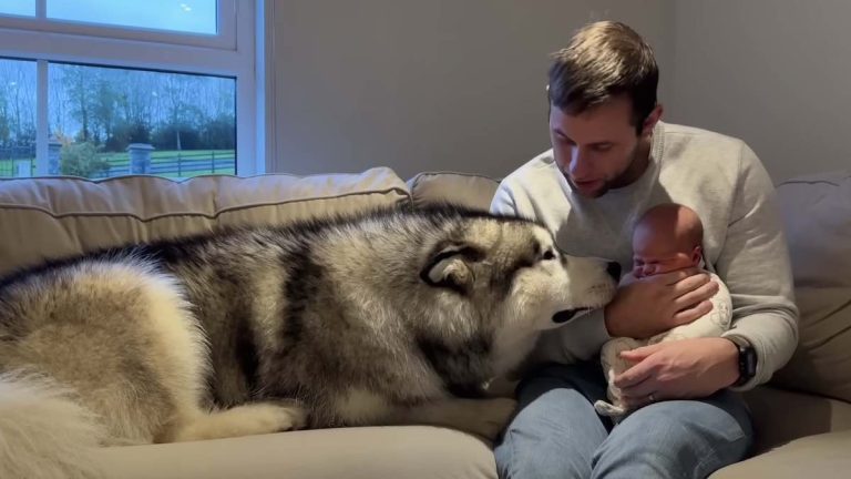 Teddy the malamute meets baby