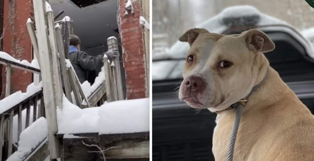 dog rescued from snow storm