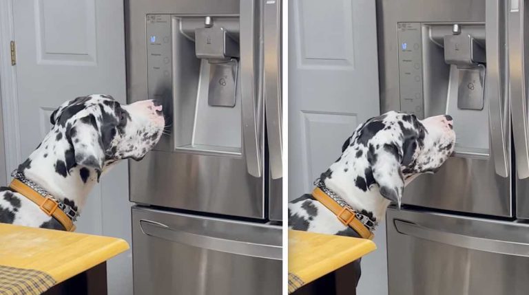 great dane wants ice cubes