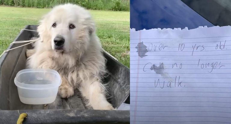 Abandoned Great Pyrenees Found Tied to Sled Learns to Walk Again