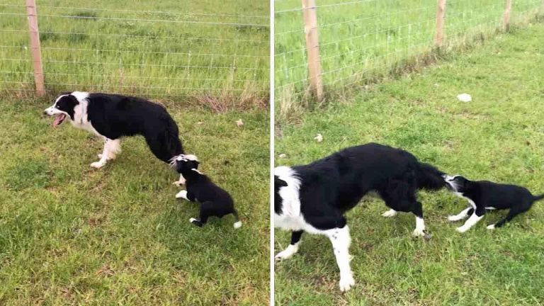 puppy holds onto working Border Collie's tail.