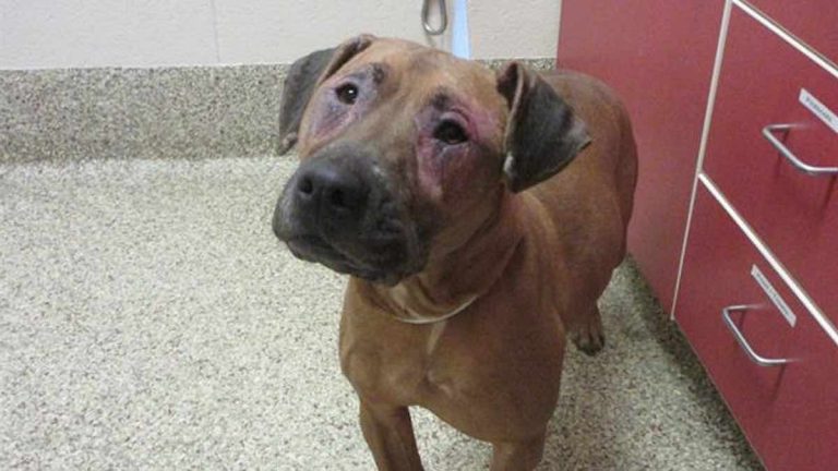 dog with allergies helped