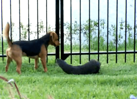 Dog befriends river otter.