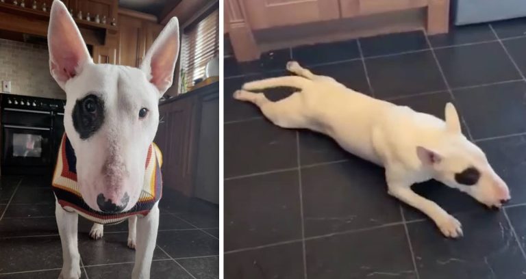 blind bull terrier finds new family