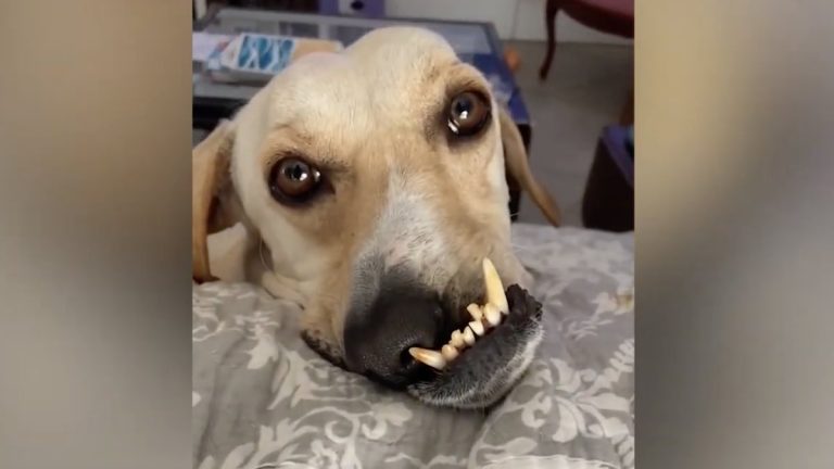 Alan the dog