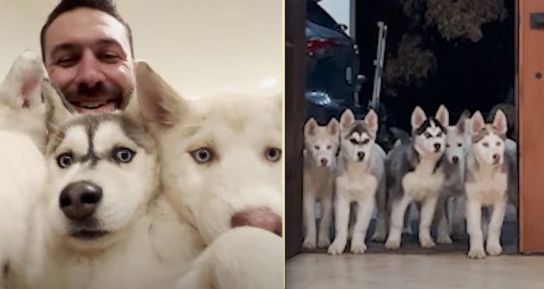 husky puppies rescued the asher house
