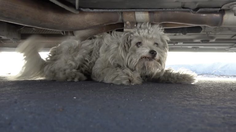 bella rescued by hope for paws