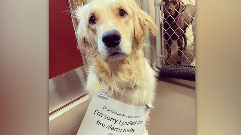 dog accidentally sets fire alarm