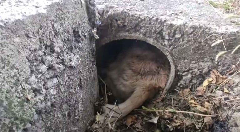 Injured Dog Hides in Drainage Ditch and Gets Stuck