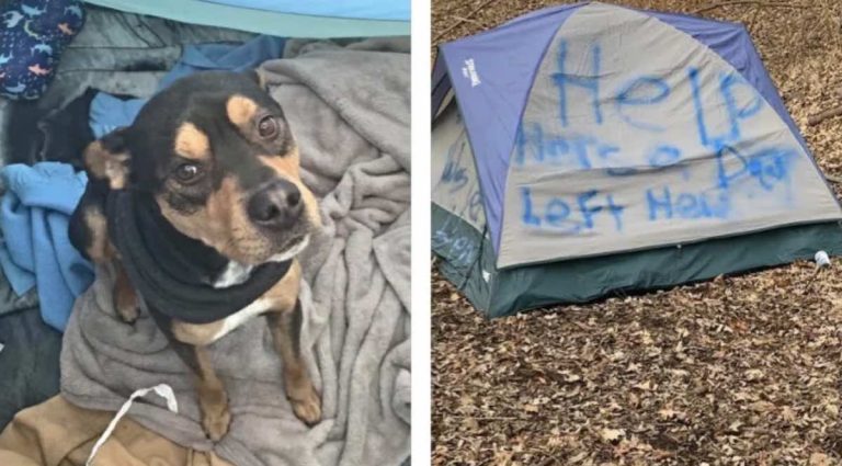 dog left in tent rescued. owner being sought