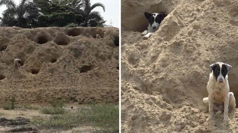 Stray Dogs Make Themselves Homes In Sand Hill