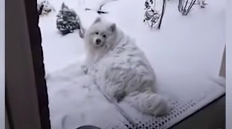 samoyed enjoys the snow