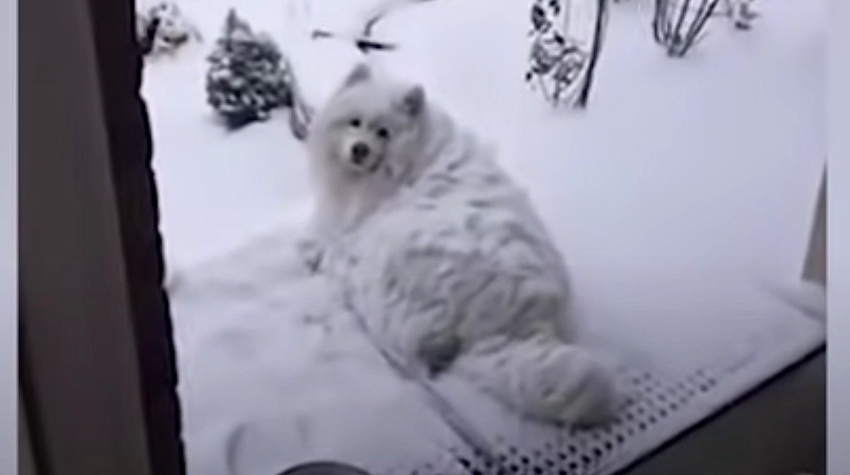 Samoyed Loves Snow So Much He Refuses to Come Inside