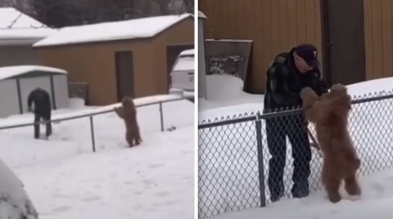man shovels snow to say hi to dog