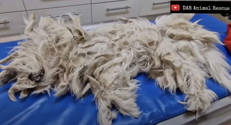 matted dog