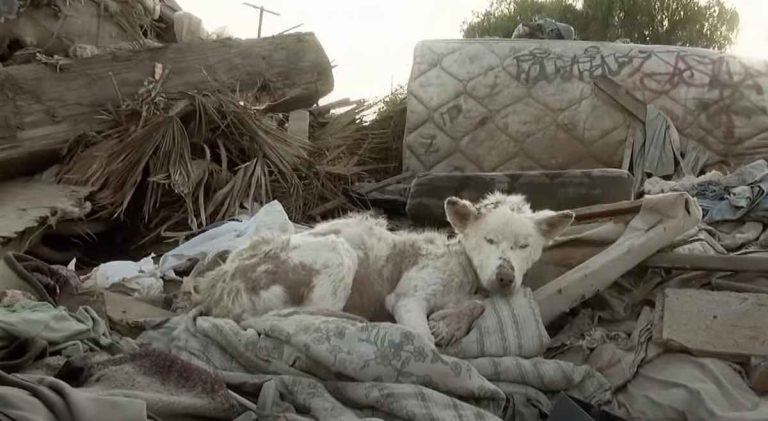 Miley the husky rescued