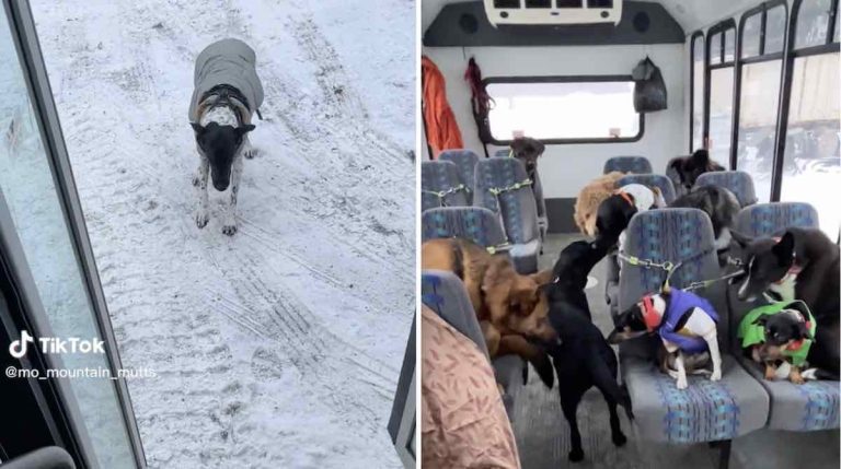 dogs get onto bus @MoMountainMutts