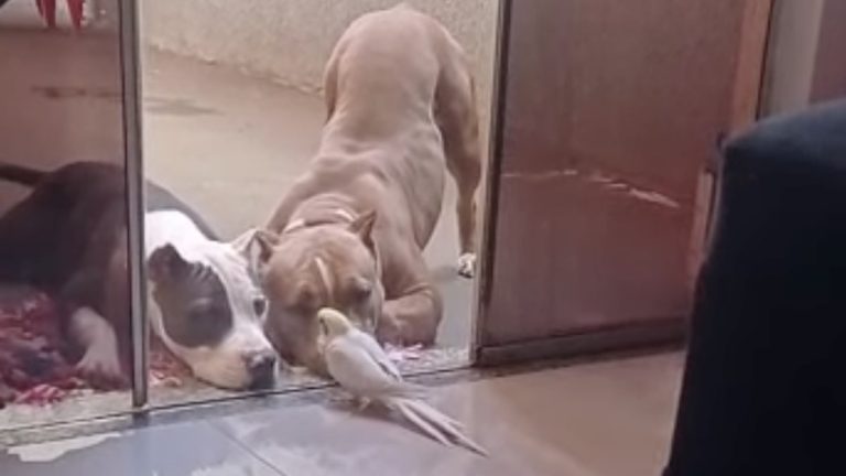 pitties like bird singing