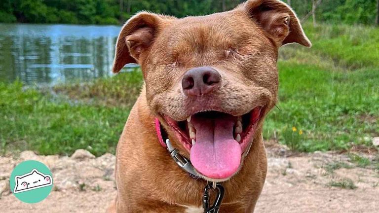 Eyeless dog finds her best friend