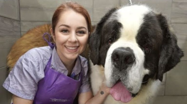 200-Pound St Bernard Gives Groomer Her Biggest Workout of Week