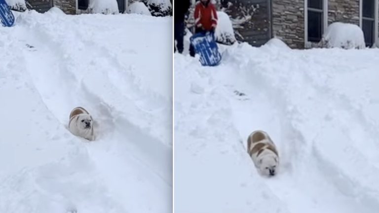 dog loves sledding on her back