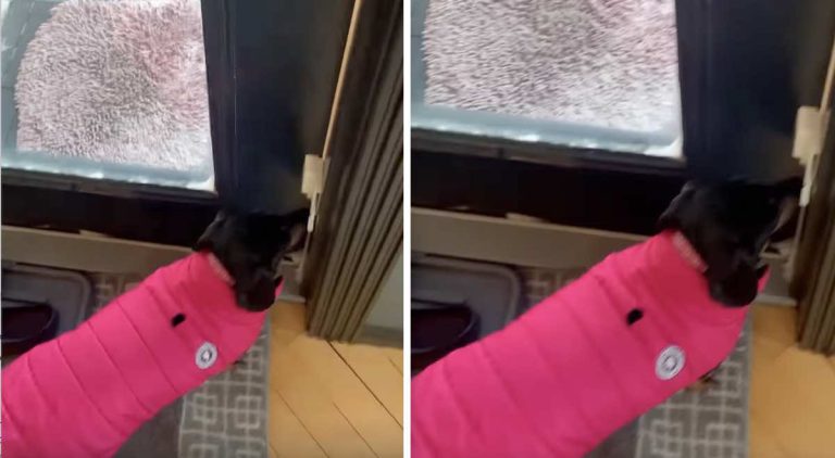 dachshund reacts to cold