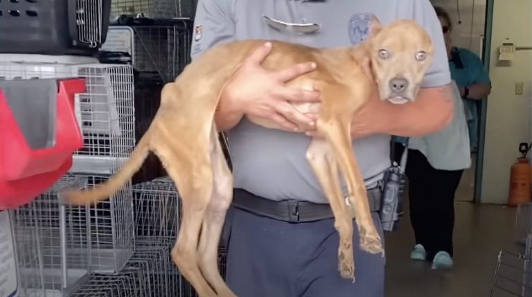 skinny dog gets better with help from family
