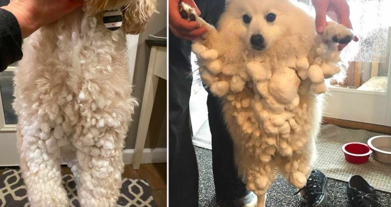 Ingenious Hack For Removing Pesky Snowballs From Your Dog’s Fur