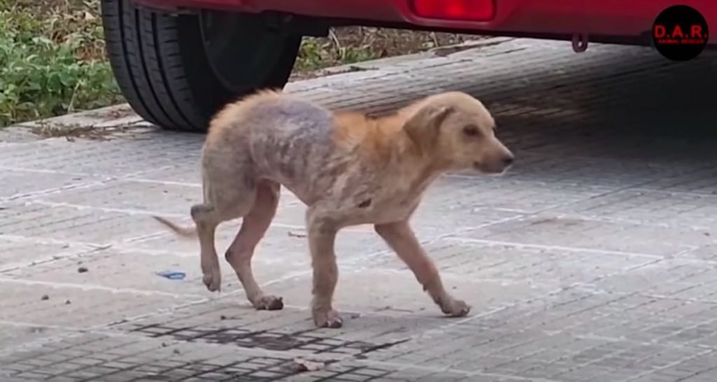Small dog was found in terrible condition, scared and alone