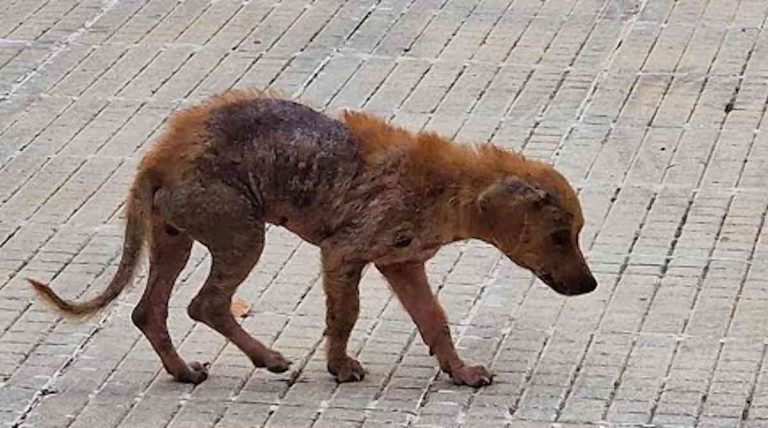 small dog scared and alone rescued