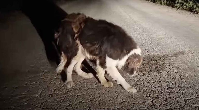 elderly dog rescued off road