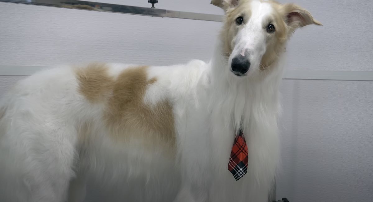 Champion Borzoi Impresses Groomer with His Manners