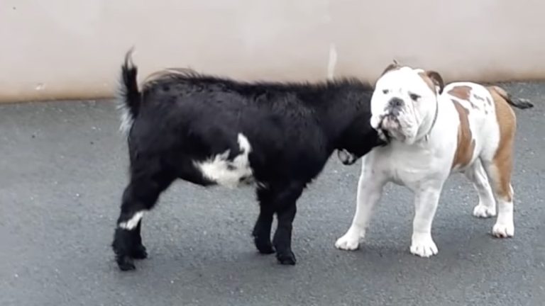 bulldog and goat best friends