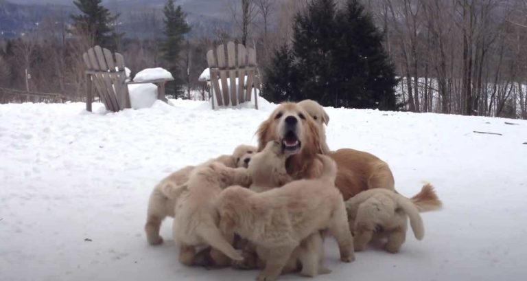 mama dog teaches pups to play