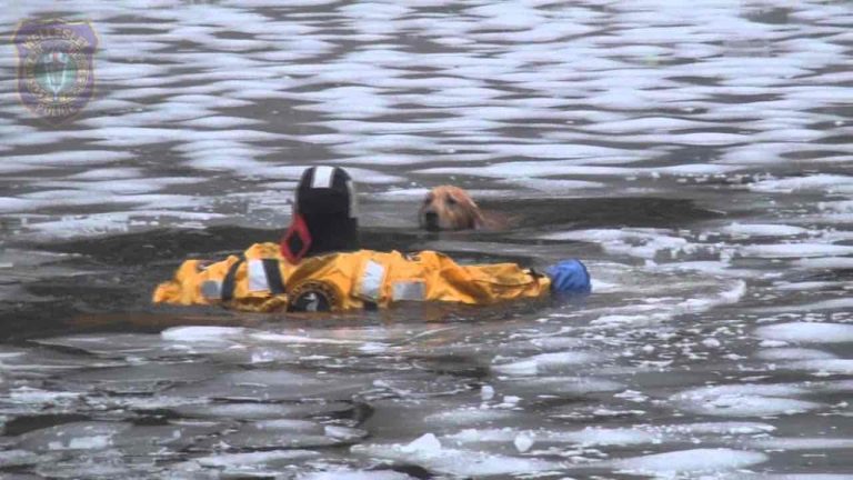 Firefighters Save Golden Retriever Submerged in Icy River